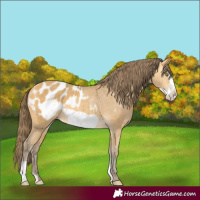 Horse Color:Amber Cream Champagne Frame Appaloosa 