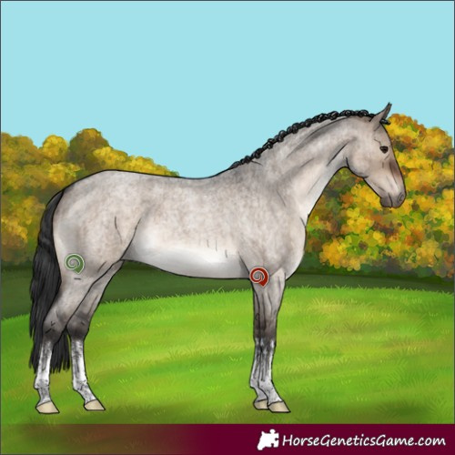 Horse Color:White Spotted Brown Roan Dun Brindle