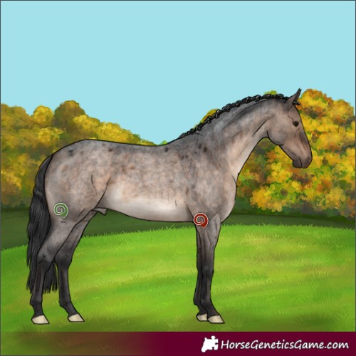 Horse Color:Brown Roan Dun 