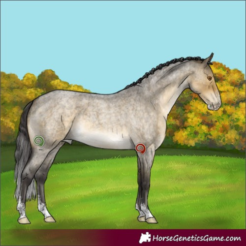 Horse Color:Buckskin Roan Dun Sabino Brindle 