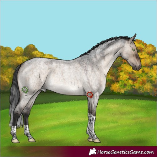 Horse Color:Brown Roan Dun Tobiano