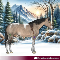 Horse Color:White Spotted Brown Dun Tobiano 