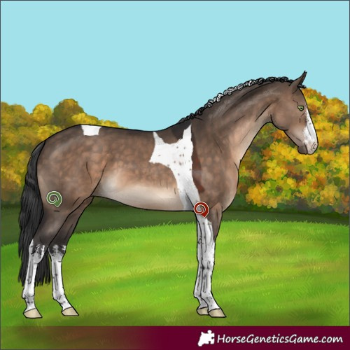 Horse Color:White Spotted Brown Dun Tobiano 