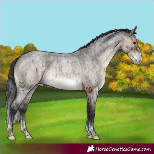 Horse Color:Brown Roan Dun Sabino Rabicano Brindle 