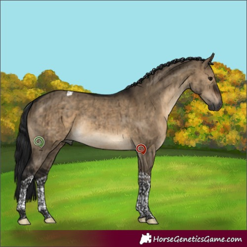 Horse Color:Gray Brown Dun Tobiano Rabicano Brindle 