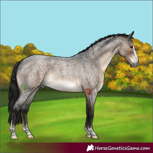 Horse Color:Gray Brown Roan Dun Sabino 