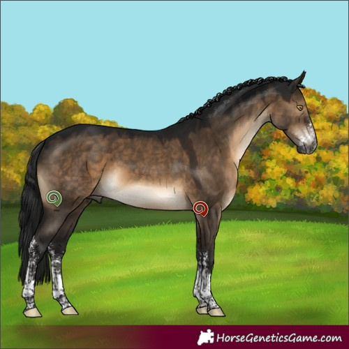 Horse Color:Gray Brown Dun Sabino Tobiano