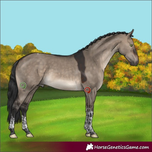 Horse Color:Brown Dun Tobiano 
