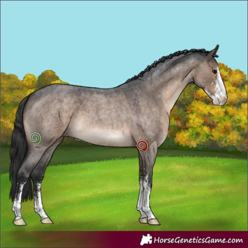 Horse Color:Brown Roan Dun Sabino