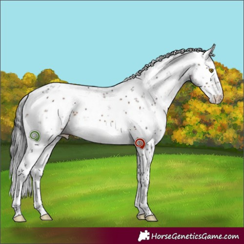 Horse Color:Brown Sabino