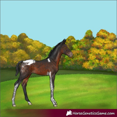 Horse Color:Brown Tobiano Appaloosa 