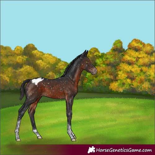 Horse Color:Brown Mushroom Tobiano Blanket 