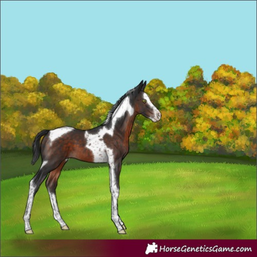 Horse Color:Brown Mushroom Splash Tobiano 