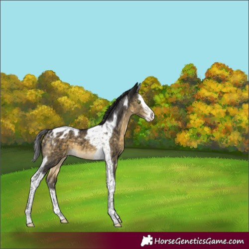 Horse Color:Buckskin Splash Tobiano Appaloosa 