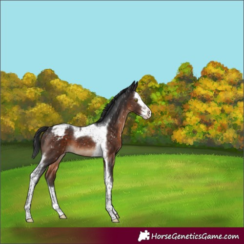 Horse Color:Brown Splash Tobiano Blanket 