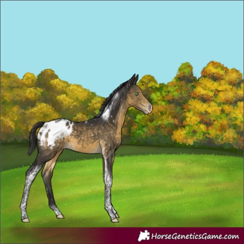 Horse Color:Buckskin Mushroom Tobiano Blanket 