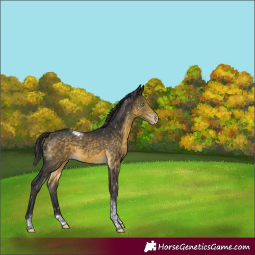Horse Color:Buckskin Mushroom Tobiano Appaloosa 