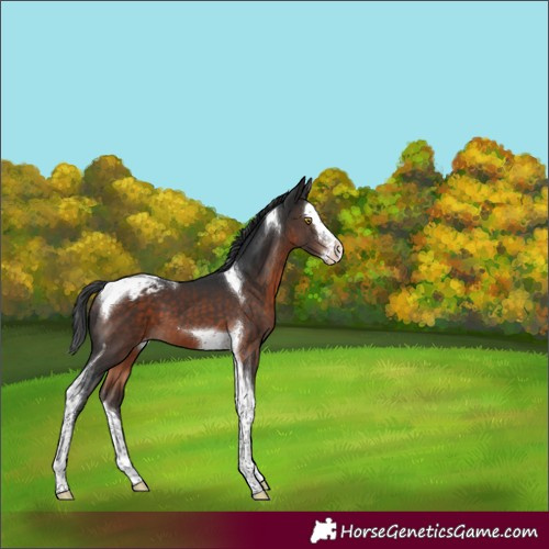 Horse Color:Brown Splash Tobiano Appaloosa 