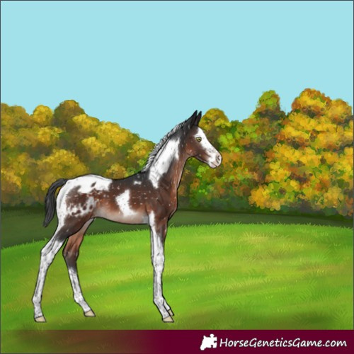 Horse Color:Brown Mushroom Splash Tobiano Appaloosa 