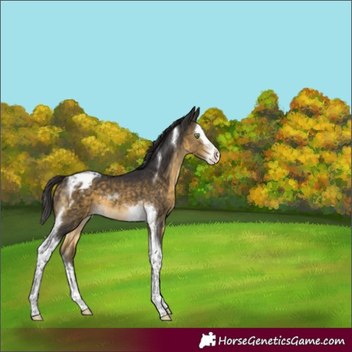 Horse Color:Buckskin Splash Tobiano Appaloosa 