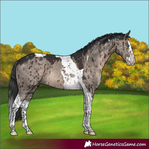 Horse Color:Brown Dun Mushroom Splash Tobiano Appaloosa Brindle 