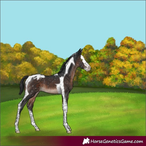 Horse Color:Brown Mushroom Splash Tobiano Appaloosa 