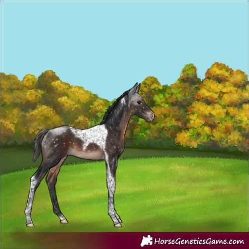 Horse Color:Brown Mushroom Tobiano Appaloosa 