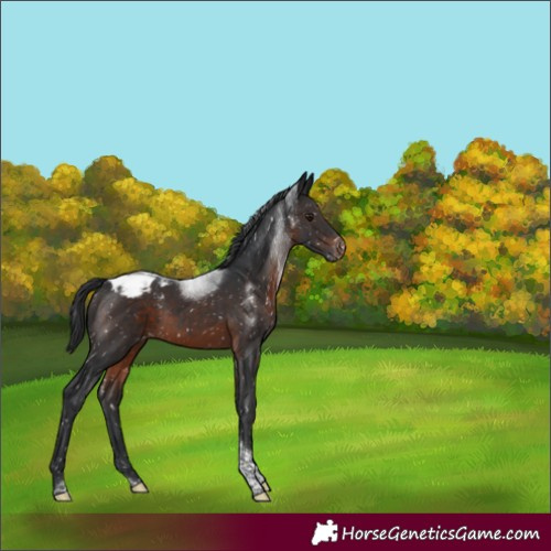 Horse Color:Brown Mushroom Tobiano Appaloosa 