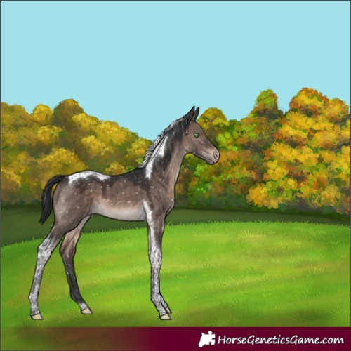 Horse Color:Brown Dun Mushroom Tobiano Appaloosa 