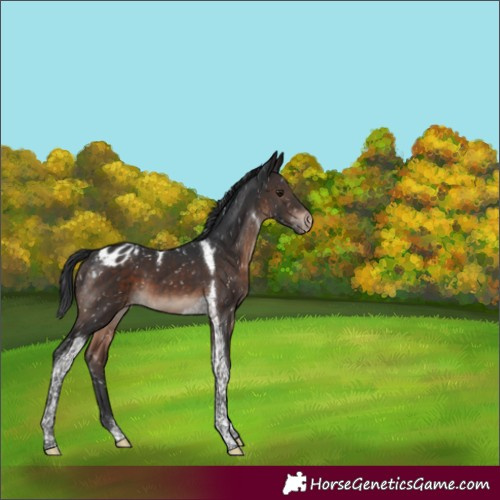 Horse Color:Brown Mushroom Tobiano Appaloosa 
