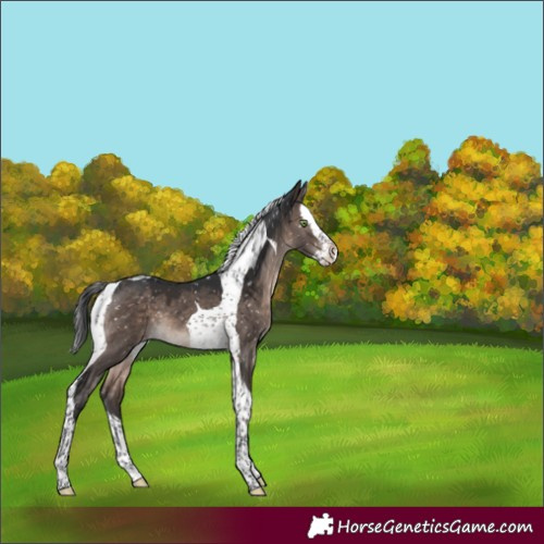 Horse Color:Brown Dun Mushroom Splash Tobiano Appaloosa 