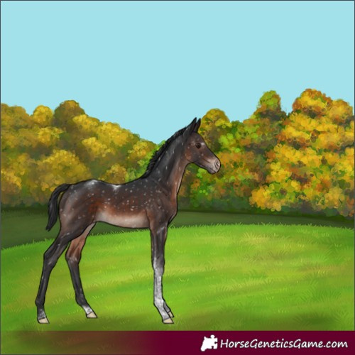 Horse Color:Brown Mushroom Tobiano Blanket 