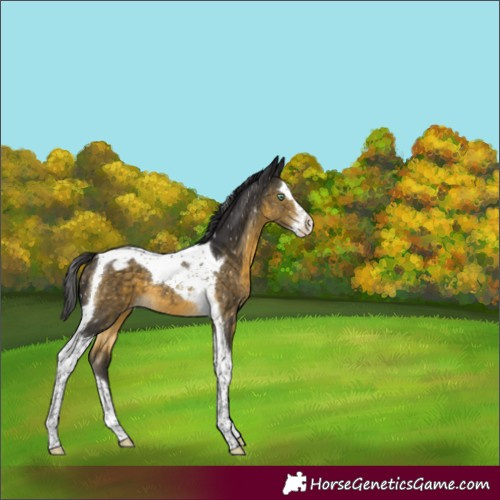 Horse Color:Buckskin Mushroom Splash Tobiano Appaloosa 
