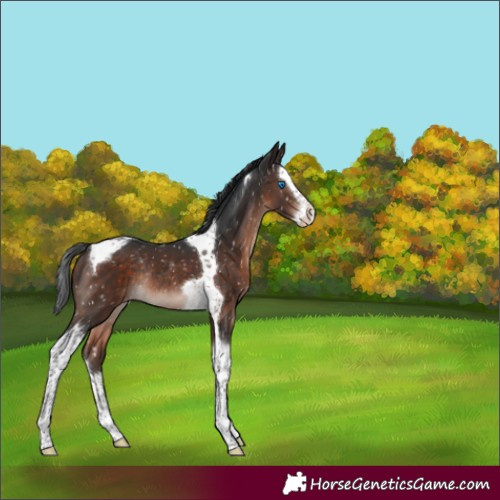 Horse Color:Brown Mushroom Splash Tobiano Appaloosa Rabicano 