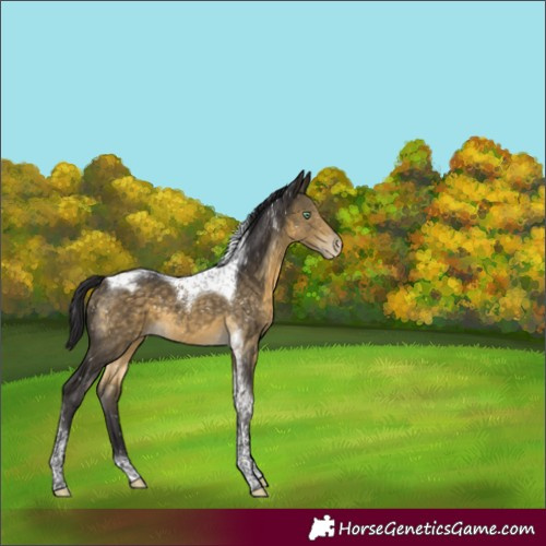 Horse Color:Buckskin Mushroom Tobiano Appaloosa 