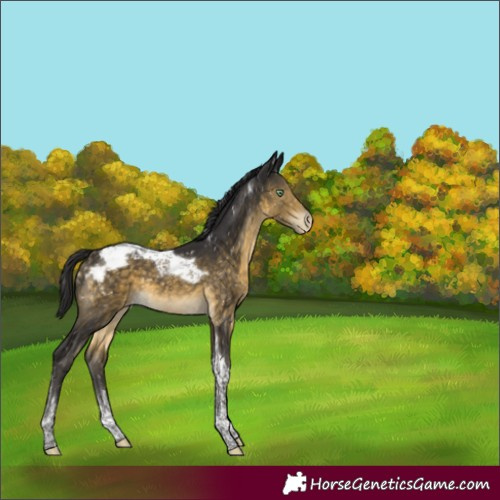Horse Color:Buckskin Mushroom Tobiano Appaloosa 