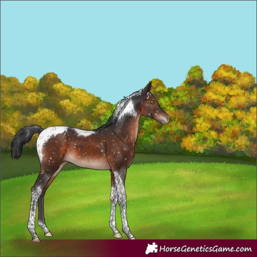 Horse Color:Brown Mushroom Tobiano Appaloosa 