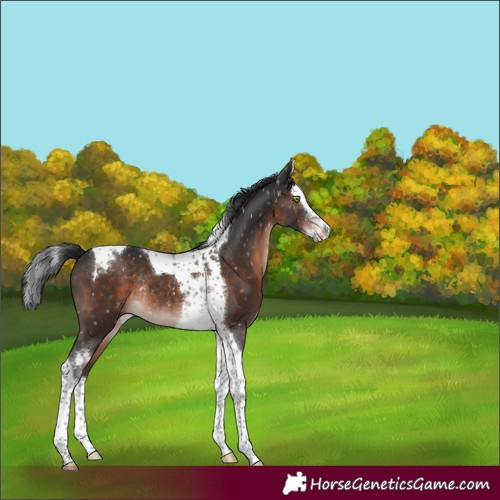 Horse Color:Brown Mushroom Splash Tobiano Appaloosa Rabicano 
