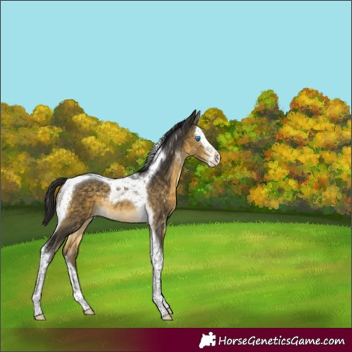 Horse Color:Buckskin Mushroom Splash Tobiano Snowflake Varnish Rabicano 