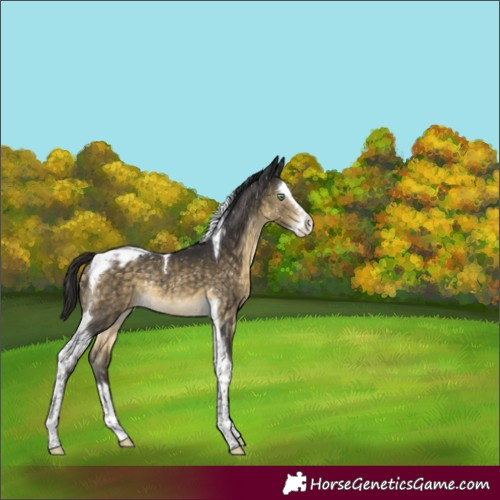 Horse Color:Buckskin Mushroom Splash Tobiano Appaloosa Rabicano 