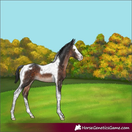 Horse Color:Brown Mushroom Splash Tobiano Appaloosa 