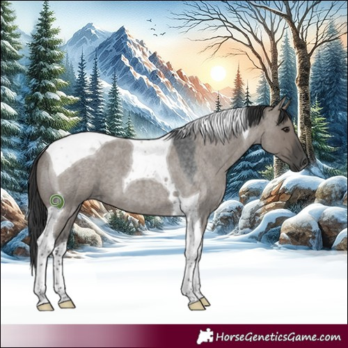 Horse Color:Grullo Roan Tobiano