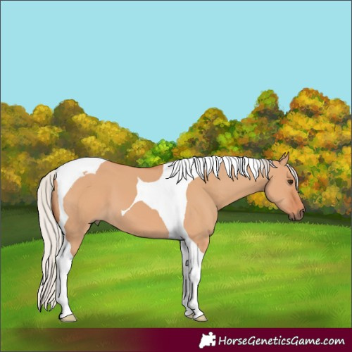 Horse Color:Silver Bay Dun Tobiano
