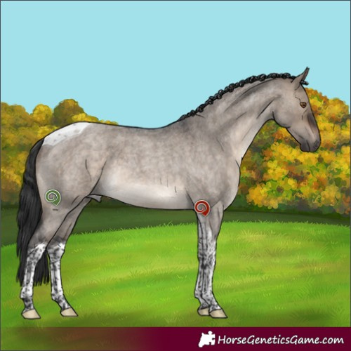 Horse Color:Brown Roan Dun Tobiano
