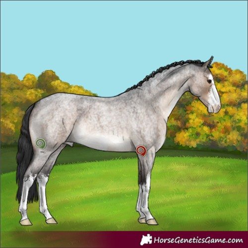 Horse Color:White Spotted Brown Roan Dun 