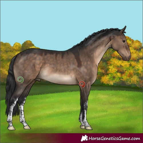 Horse Color:White Spotted Brown Dun 