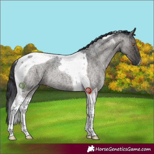 Horse Color:Grullo Roan Tobiano Brindle