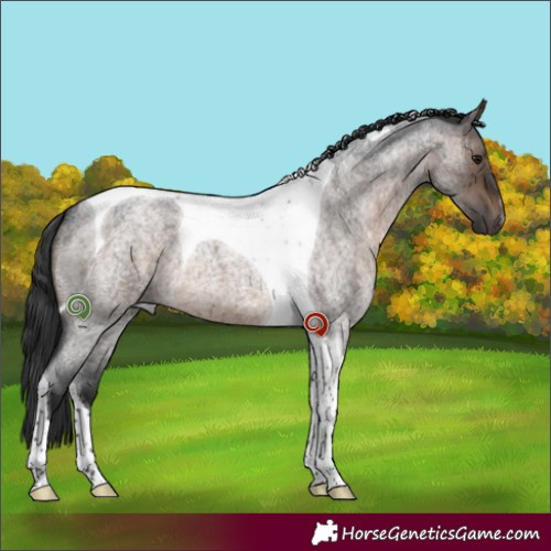 Horse Color:Brown Roan Dun Tobiano Brindle