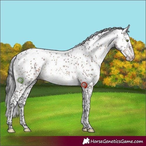 Horse Color:Brown Dun Sabino Brindle 