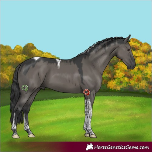 Horse Color:Grullo Tobiano